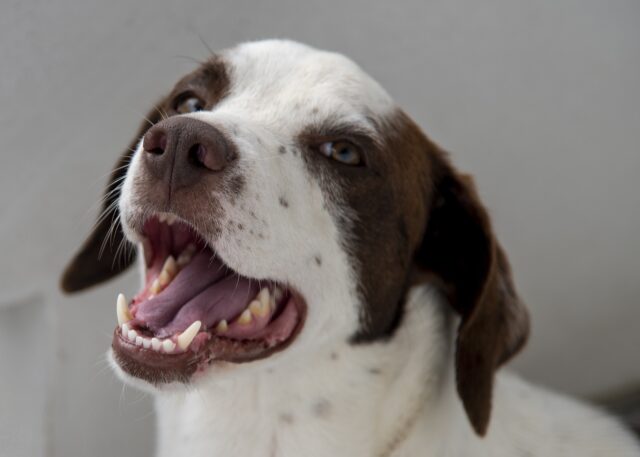 cane bloccato su un tetto salvato a Firenze (VIDEO)