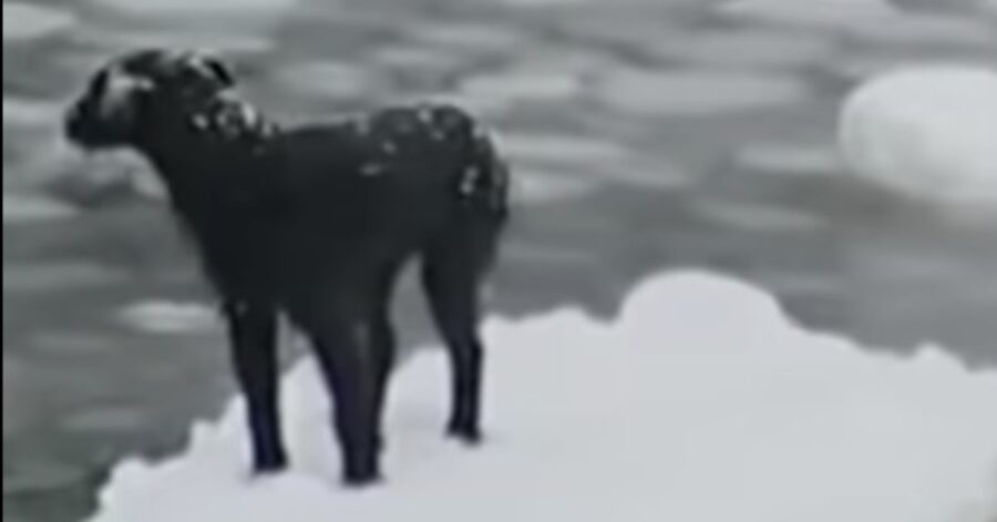 cane nero bloccato in mezzo al mare ghiacciato