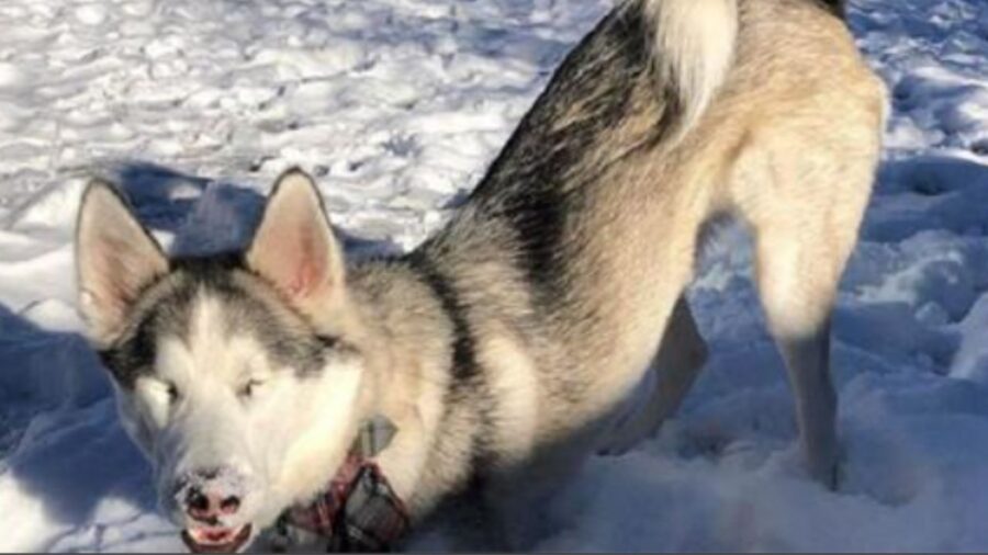 cane cieco husky si gode la neve