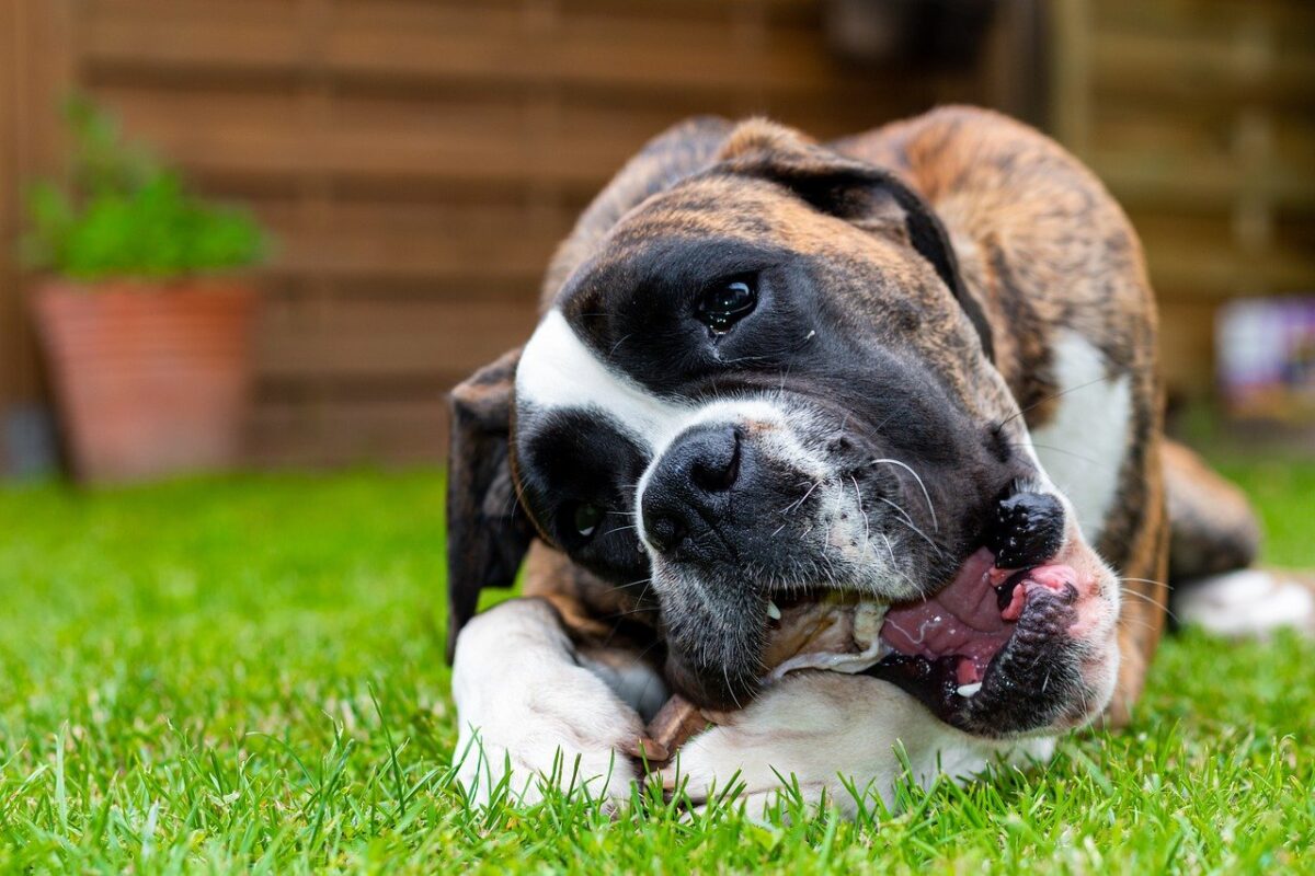 boxer con il suo osso