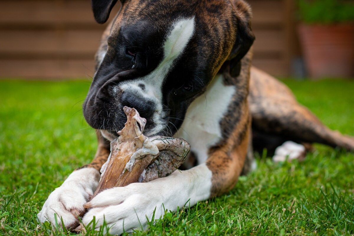 cane e osso