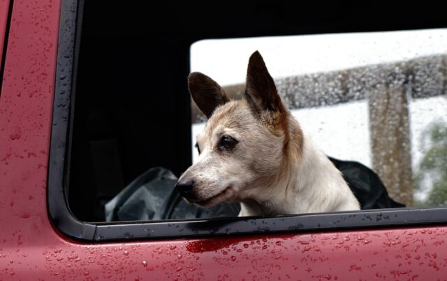 Cane abbandonato in auto sotto al sole: l’ennesimo triste caso