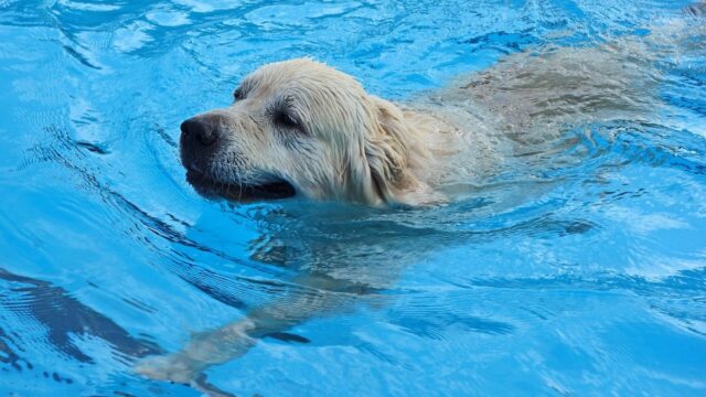 Cane in piscina: 5 consigli per divertirti con lui in tutta sicurezza