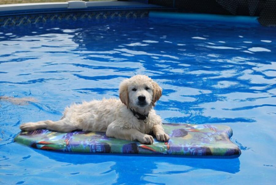 cucciolo acqua galleggia