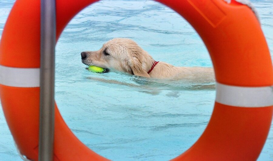 cucciolo salvagente acqua