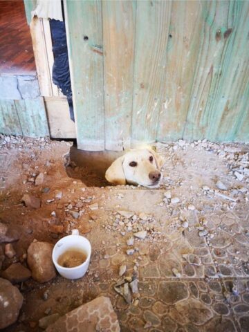Cane intrappolato sotto una casa scava fino a far uscire la testa per chiedere aiuto