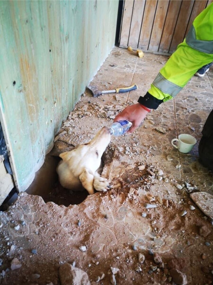 cane salvato da pompieri