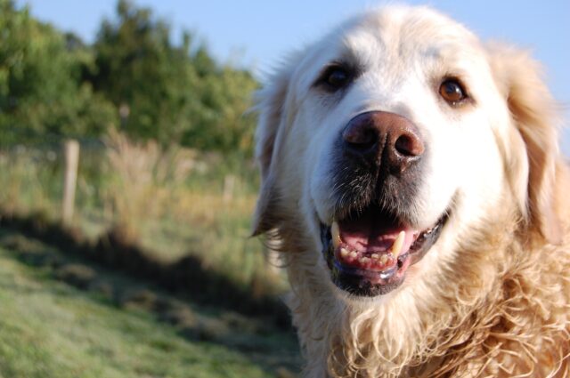 Cosa fare se il cane viene morso da una vipera?