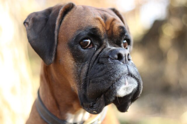 I pompieri ricevono un aiuto inaspettato da parte di un cane (VIDEO)