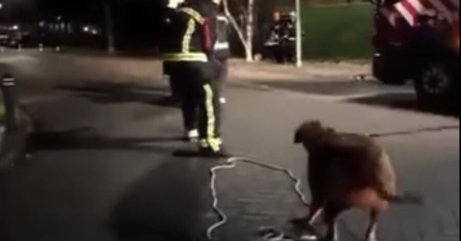 cane aiuta i pompieri a tirare una corda