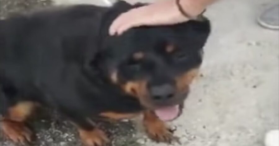 Rottweiler viene adottato e scoppia in lacrime 