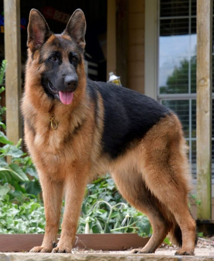 cane su quattro zampe