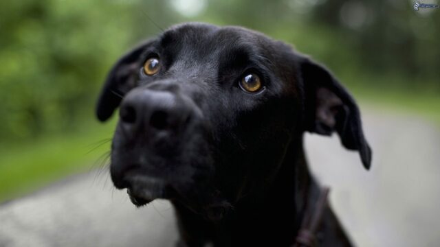 Il cane può essere anaffettivo, cause e rimedi