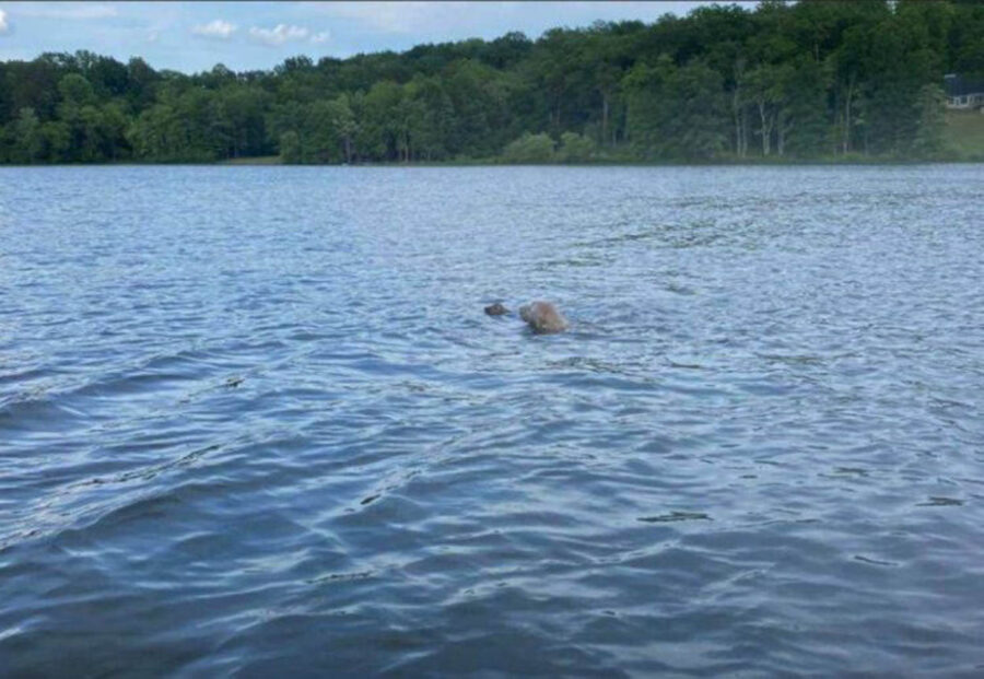 cane nuota nel lago con cerbiatto