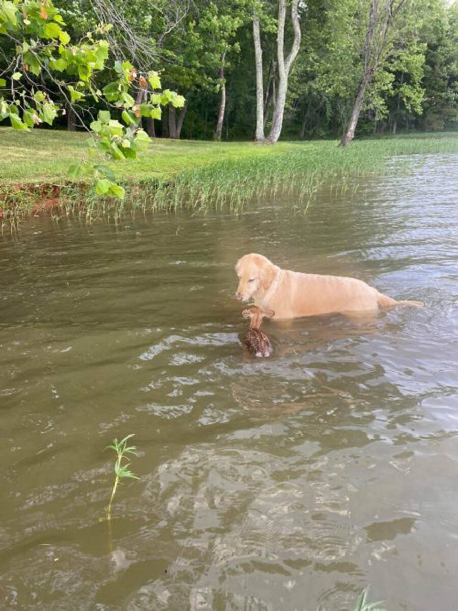 cane nuota nel lago con cerbiatto