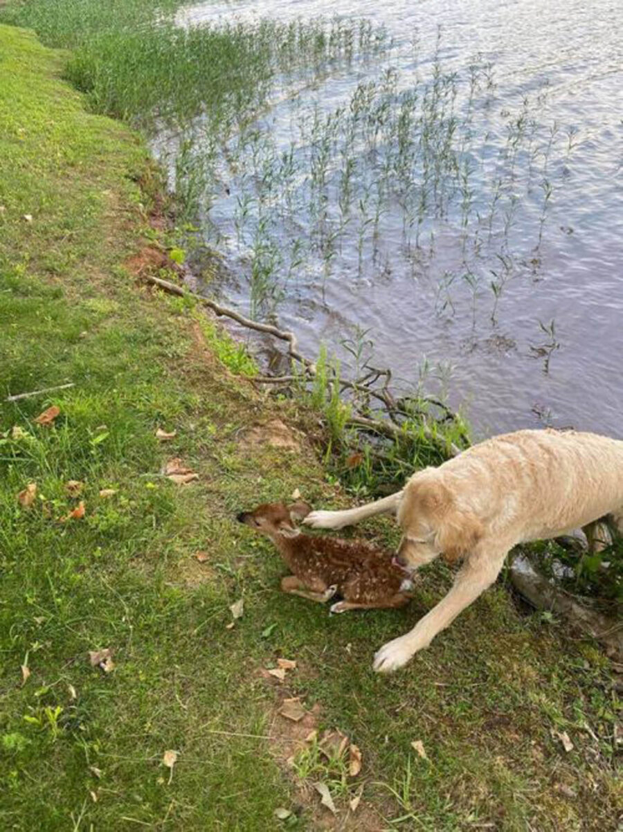 cane nuota nel lago con cerbiatto
