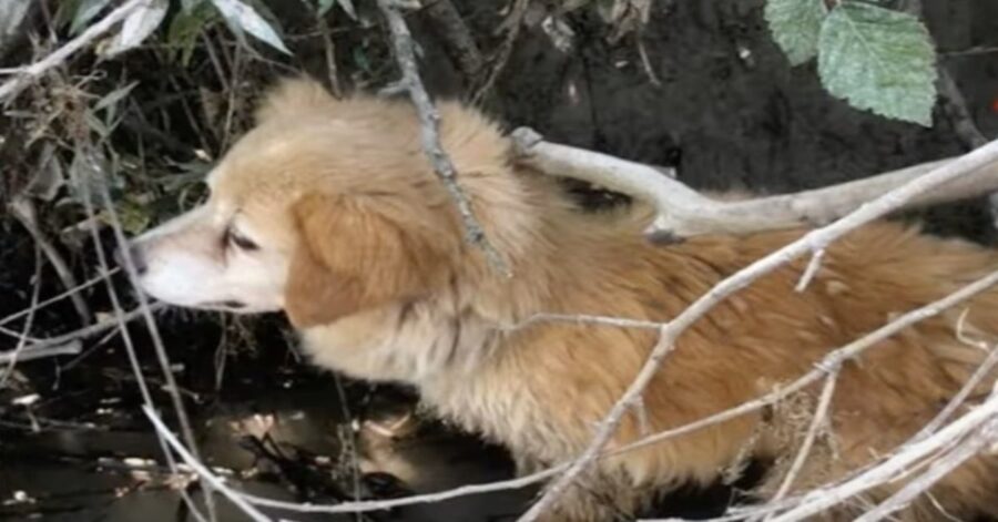 pompieri salvano un cane nel fiume