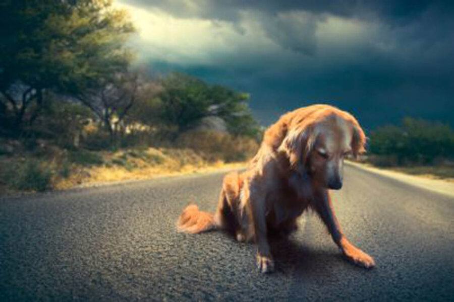 cane sulla strada