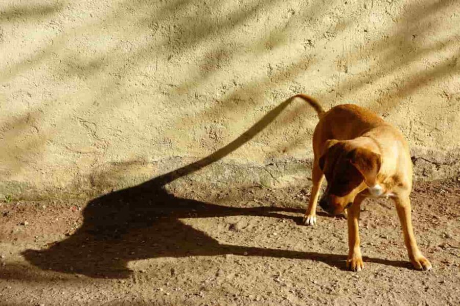 cane guarda la sua ombra