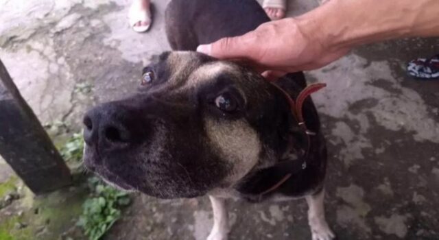 Cane fedele torna sempre nella vecchia casa del suo padrone nella speranza di ritrovarlo