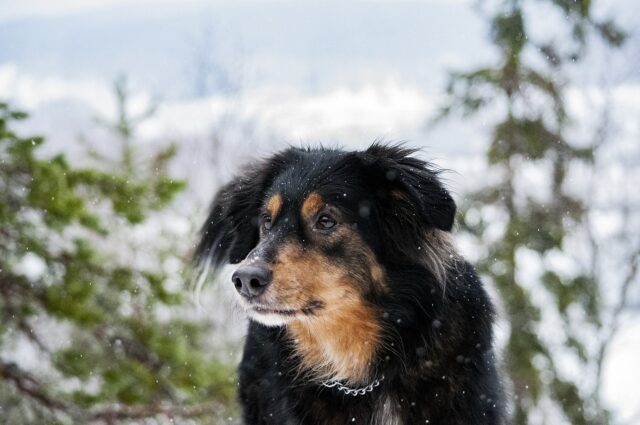 Amore canino senza frontiere: un cane resta al fianco della compagna morta per giorni, sperando nel suo risveglio (VIDEO)