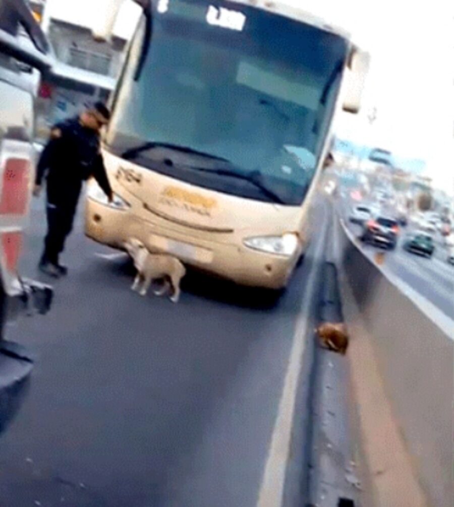 poliziotto salva cane dalla strada