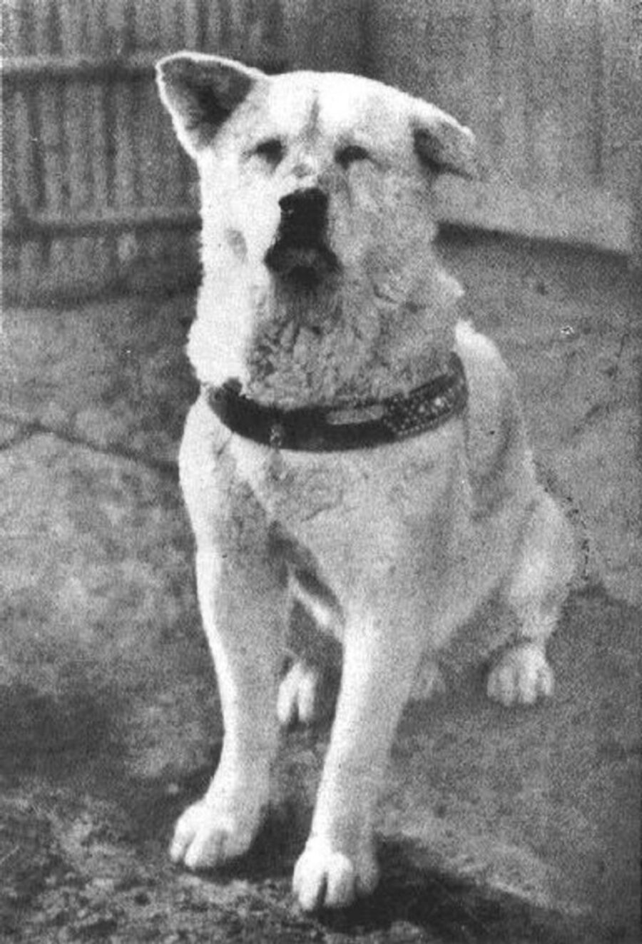 cane akita inu