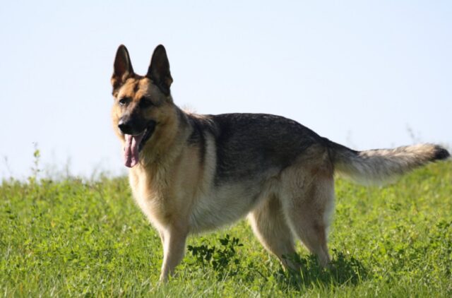 Le 4 foto più incredibili dei cani che hanno scritto la storia