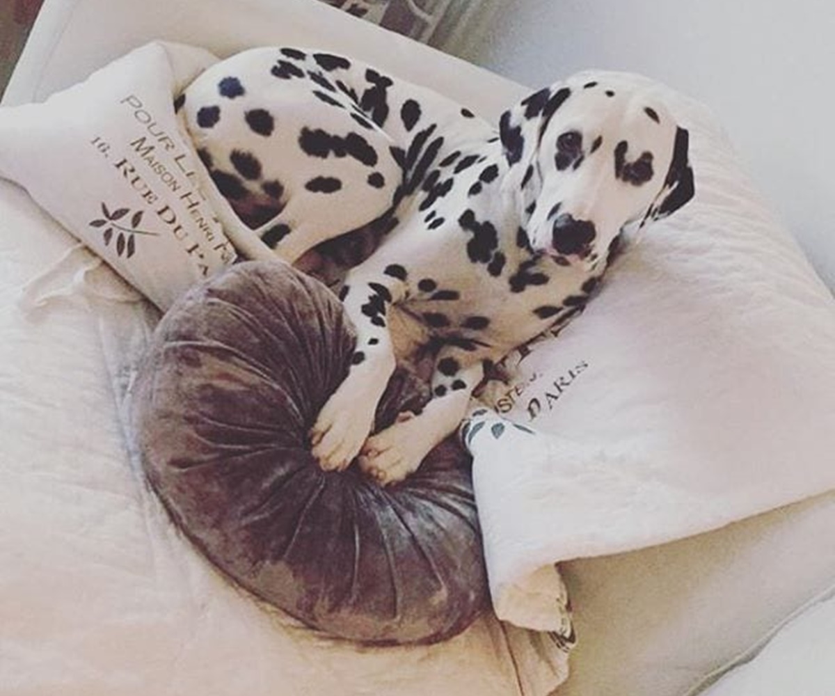 dalmata su cuscino