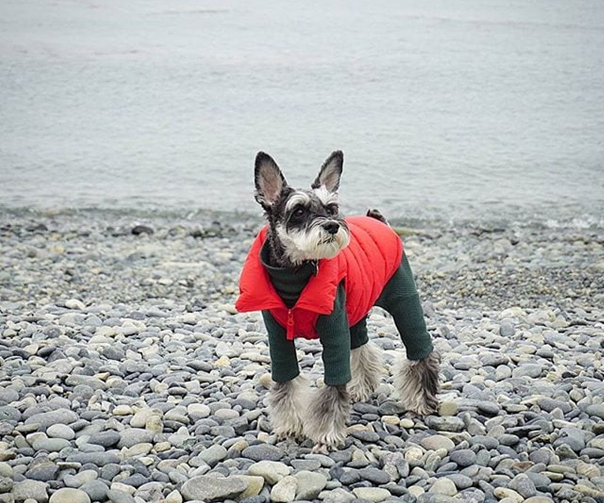 cane al mare