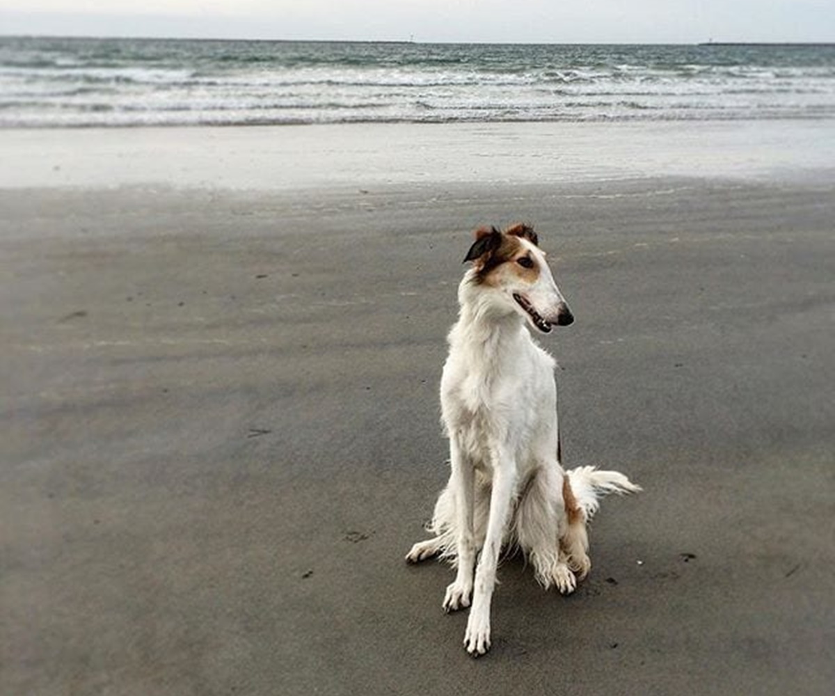 cane passeggia al mare