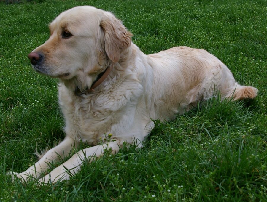 cucciolo golden retriever