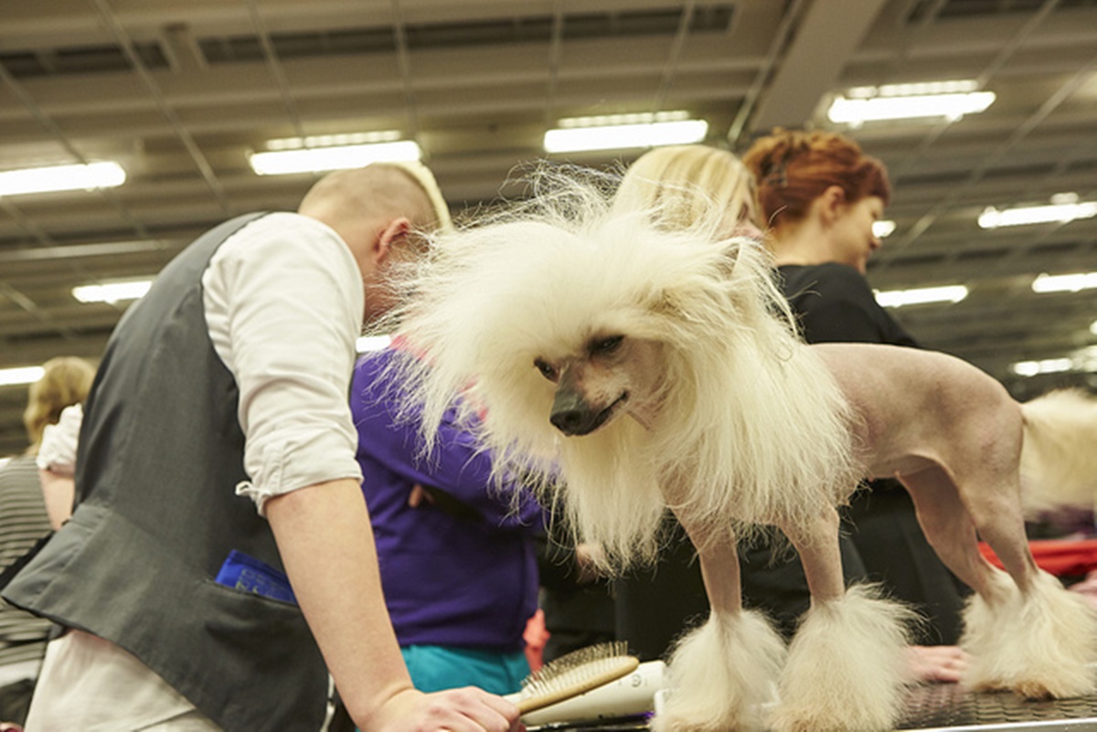 crested pelo