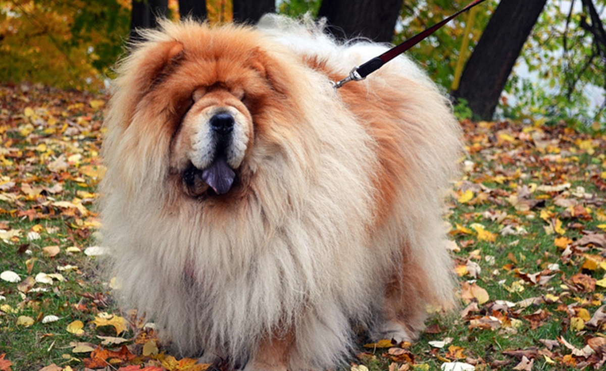 chow chow pelo