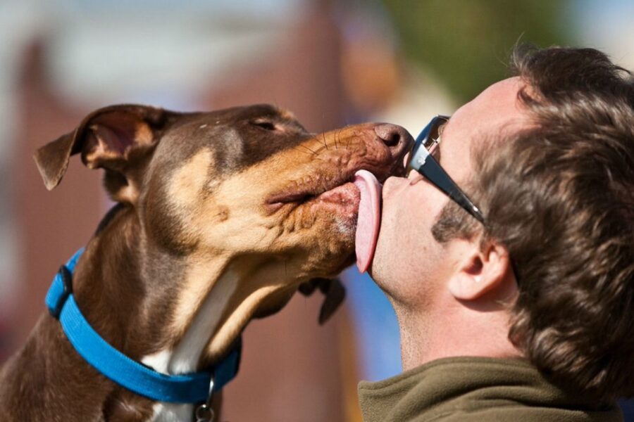 cane lecca la faccia di un uomo