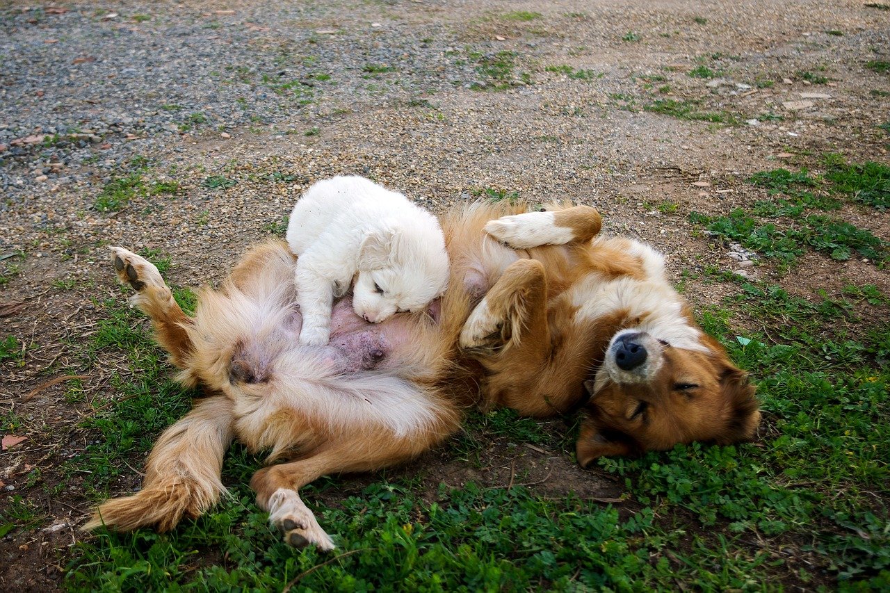 cane cucciolo gioca con adulto