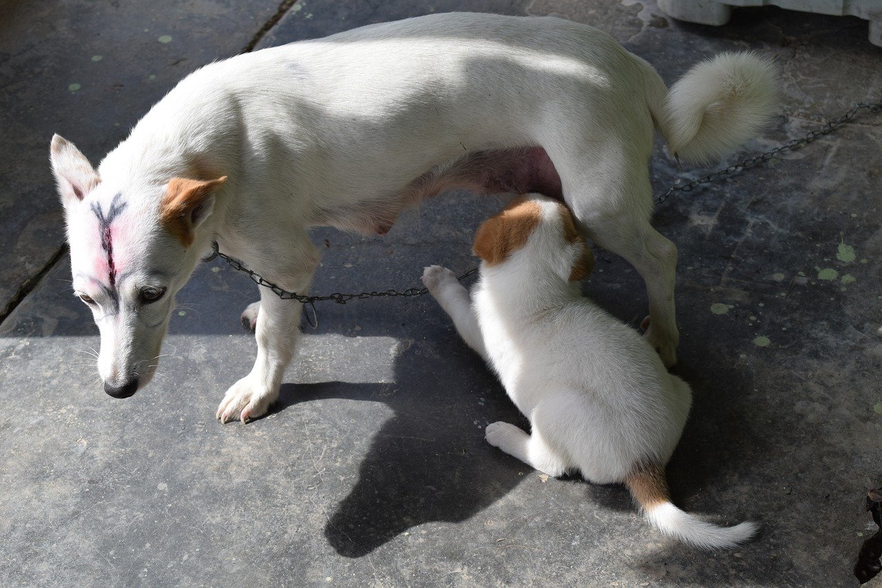 cucciolo cane gioca con mamma