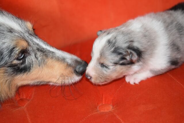 Cucciolo di cane, come capire se è stato poco con la mamma?