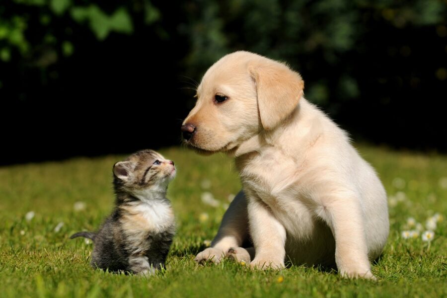 cucciolo di golden retriever e di gatto