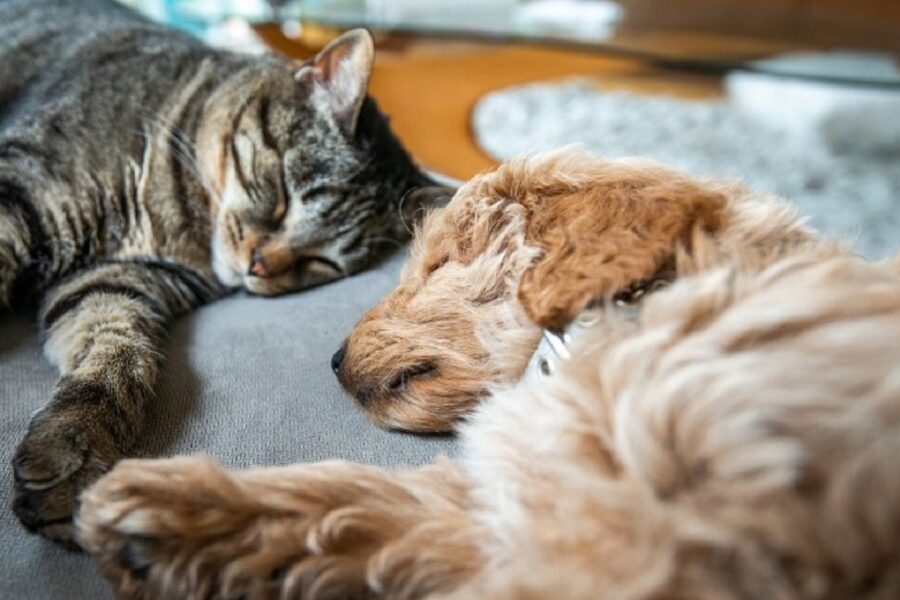 cucciolo a pelo lungo dorme con un gatto