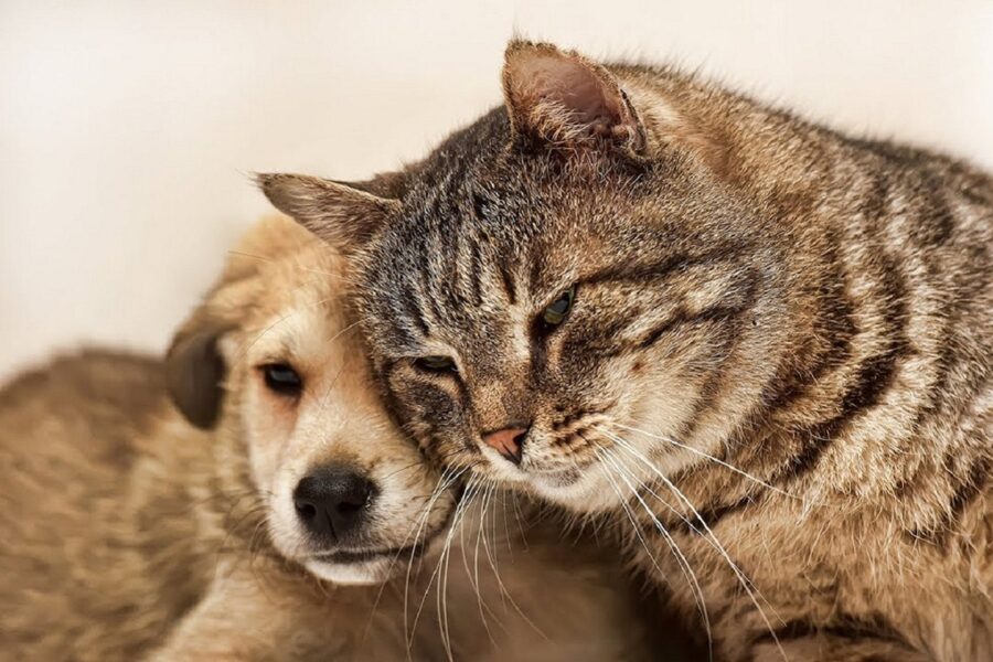 cagnolino con gatto adulto