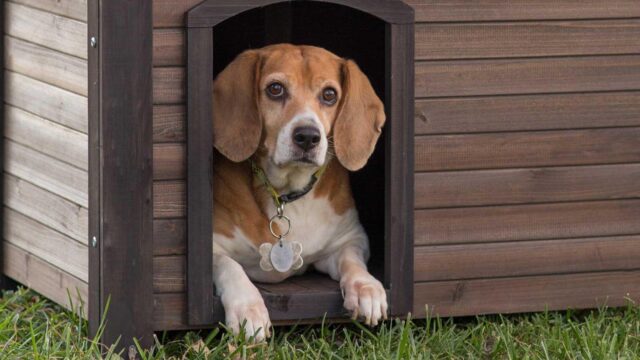 5 straordinarie casette per cani che non potrai fare a meno di acquistare