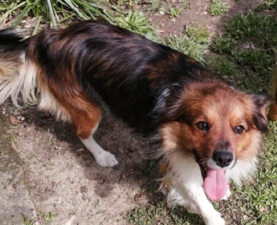 cagnolino collare guinzaglio sfugge