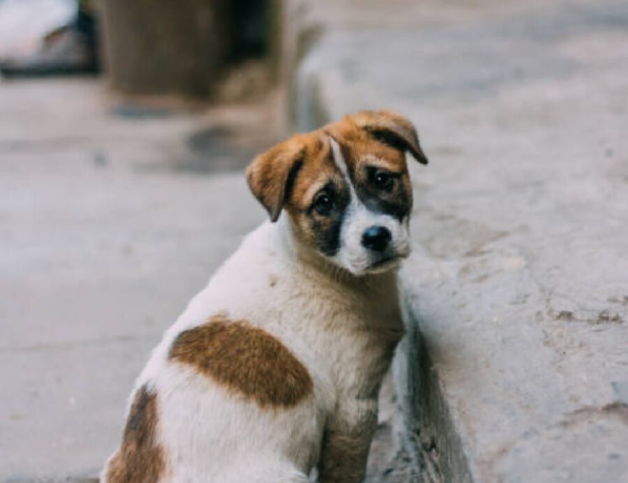 cane disperso strada scontento