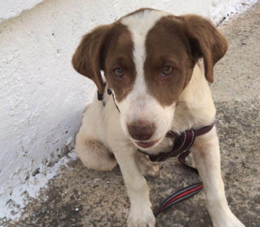 cane puglia seduto per terra