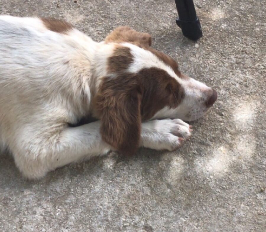 cane puglia distesa suolo