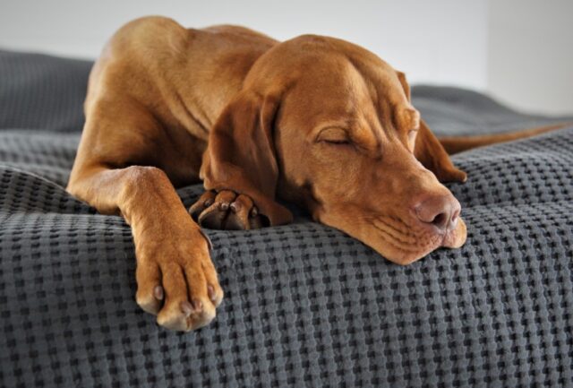 Castellana Grotte, alla ricerca di Puglia, la cagnolina manca da troppi giorni