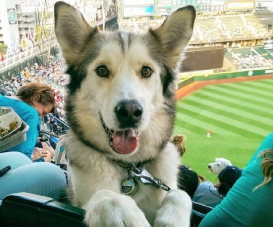 cane partita di baseball