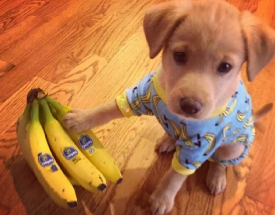 cucciolo di cane vuole banane