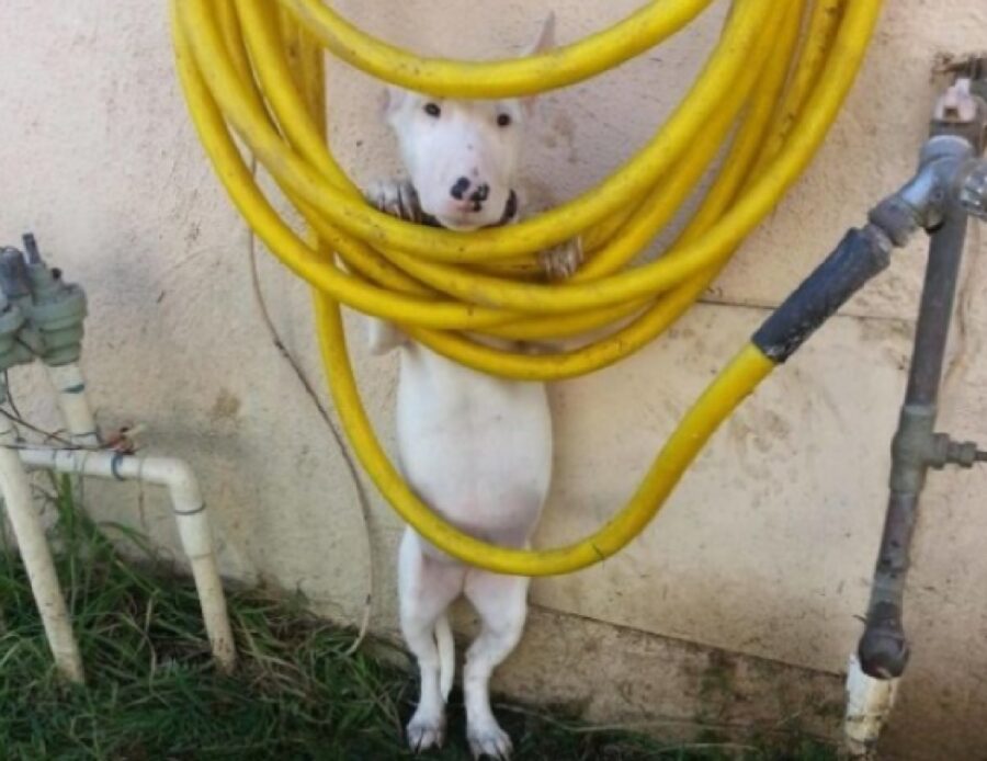 cane bianco con tubi gialli